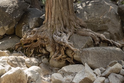 Is brown tree during the day
